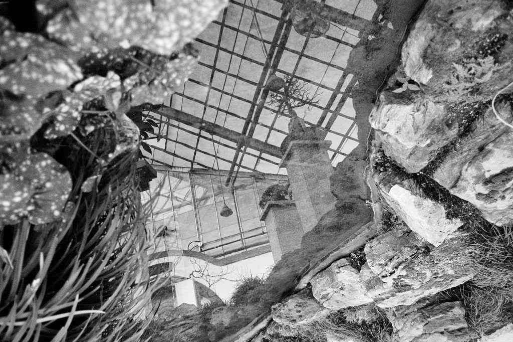 The image depicts a serene indoor garden scene, featuring a glass roof and a variety of plants and rocks. The glass roof a...