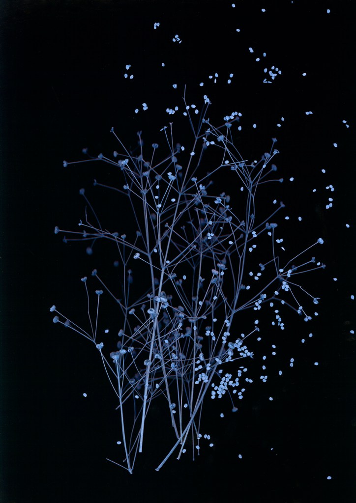 Les fleurs bleues de la nuit, image d'une beauté mystérieuse.