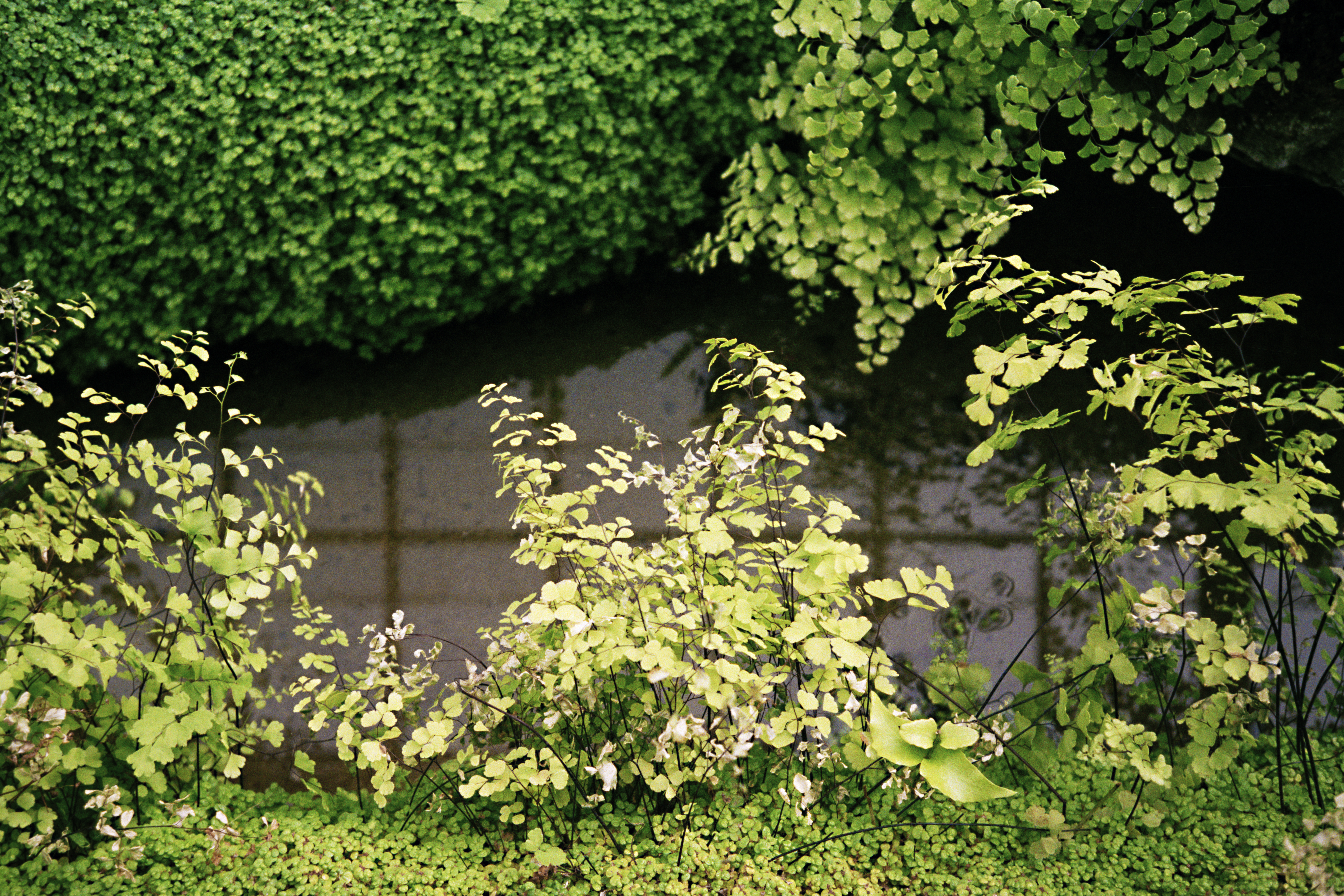 The alt text for the image is: "Green plants in front of a pond".