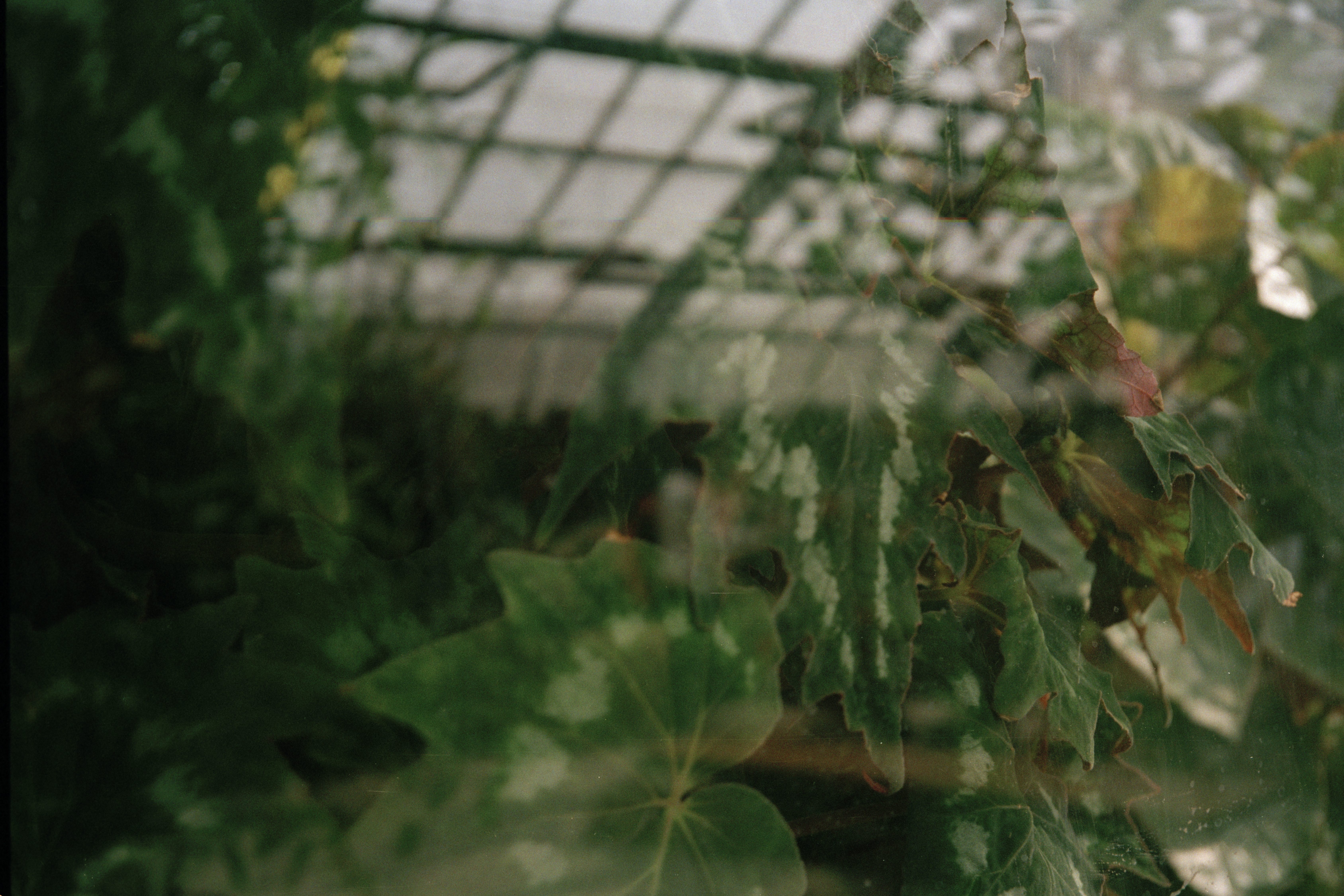 The image depicts a greenhouse with lush greenery and a grid-like structure in the background, suggesting a controlled env...