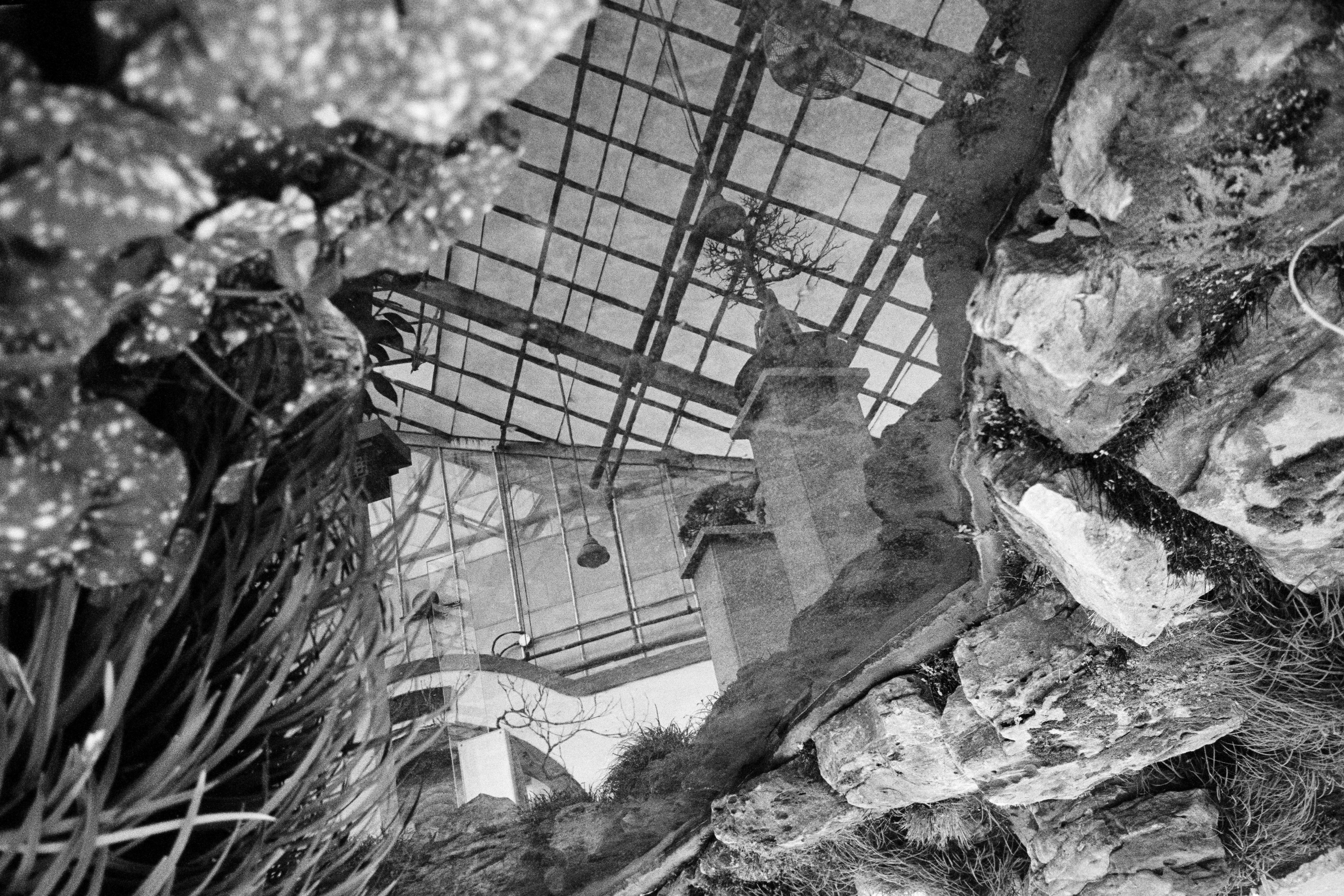 The alt text for the image is: "A black and white photograph of a greenhouse interior with a glass roof, featuring a varie...