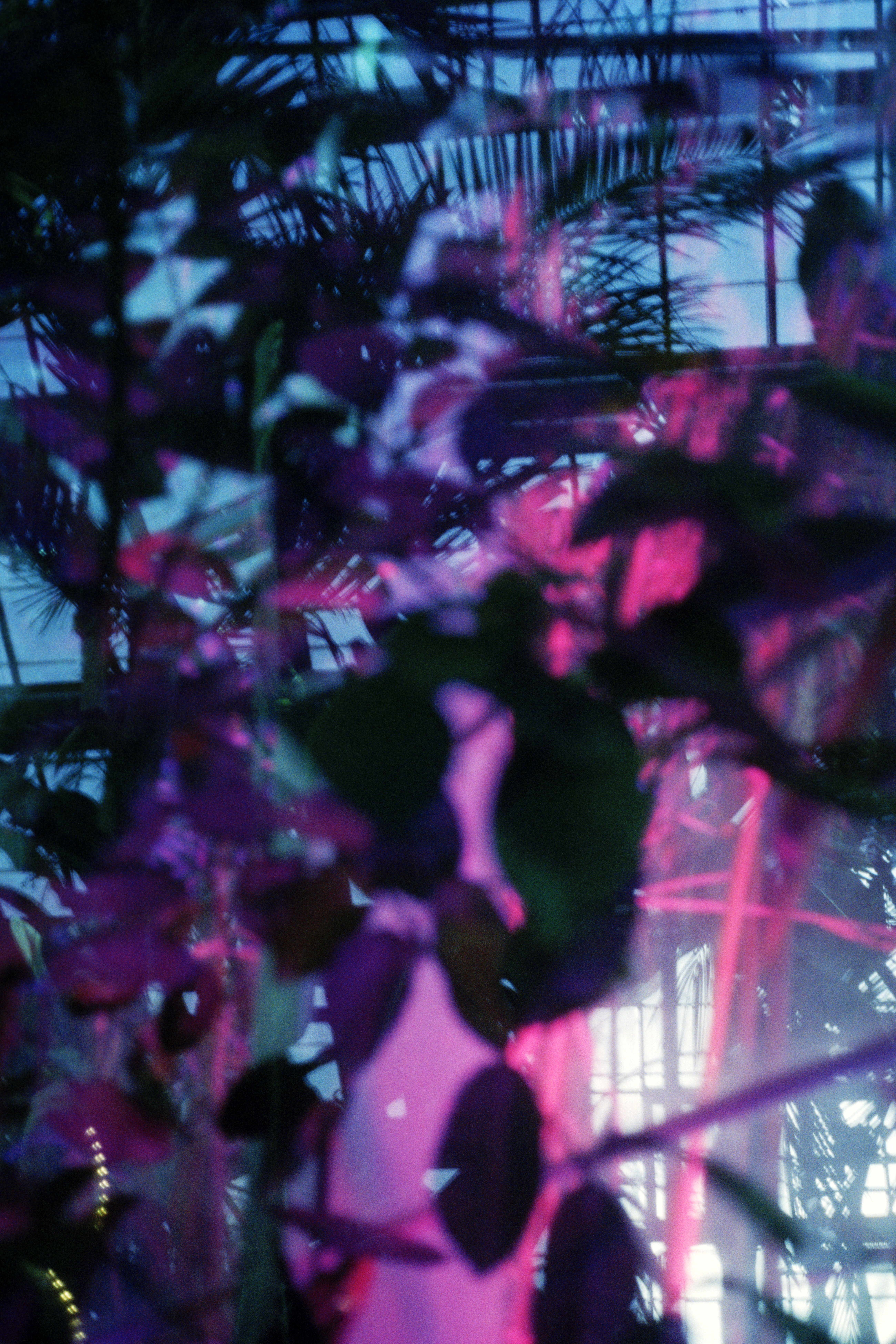 A blurry photograph of a greenhouse with pink and blue lighting, featuring various plants and a metal structure.