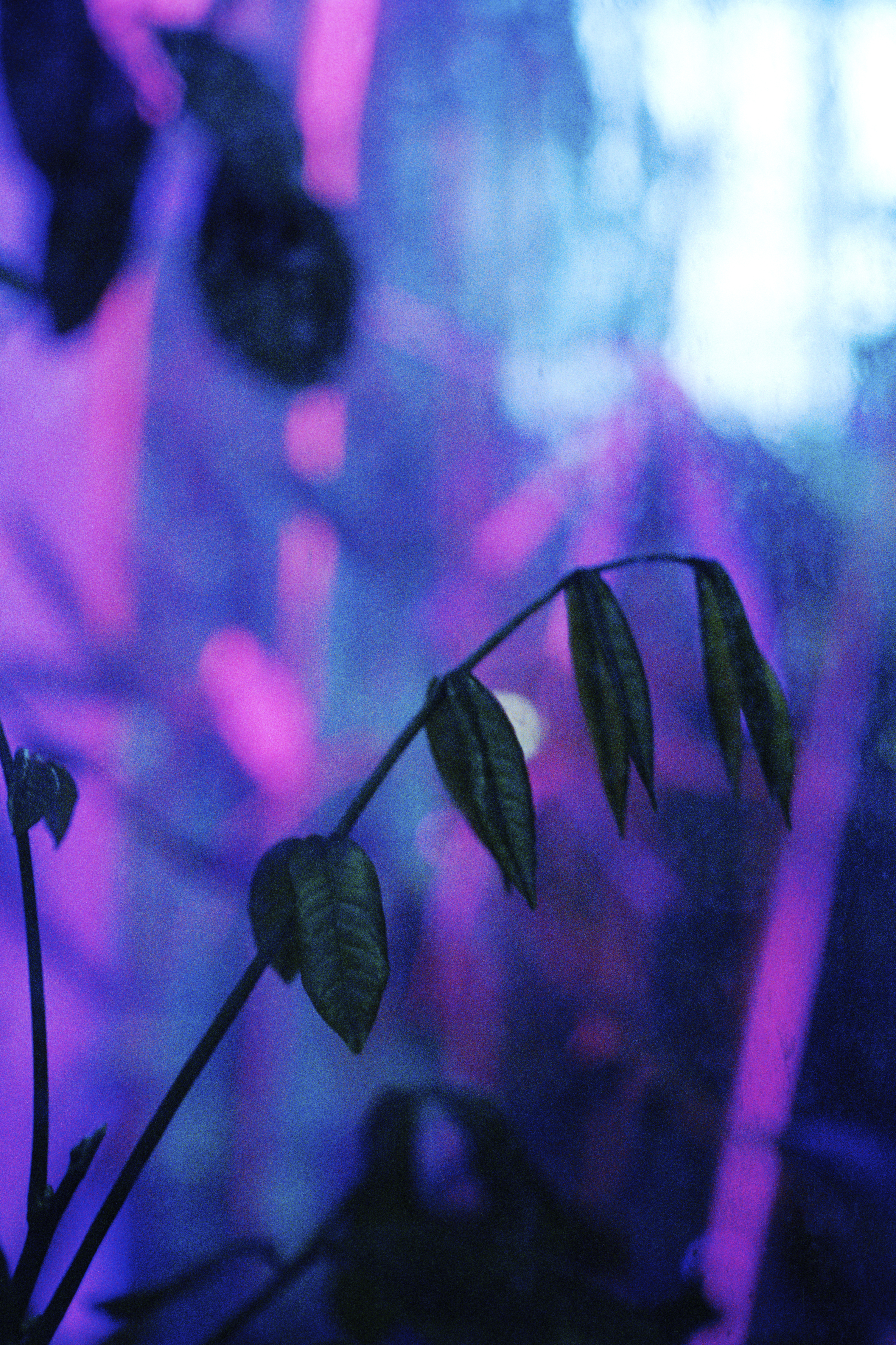 The image depicts a plant with long, thin stems and small leaves, set against a vibrant purple and blue background. The pl...