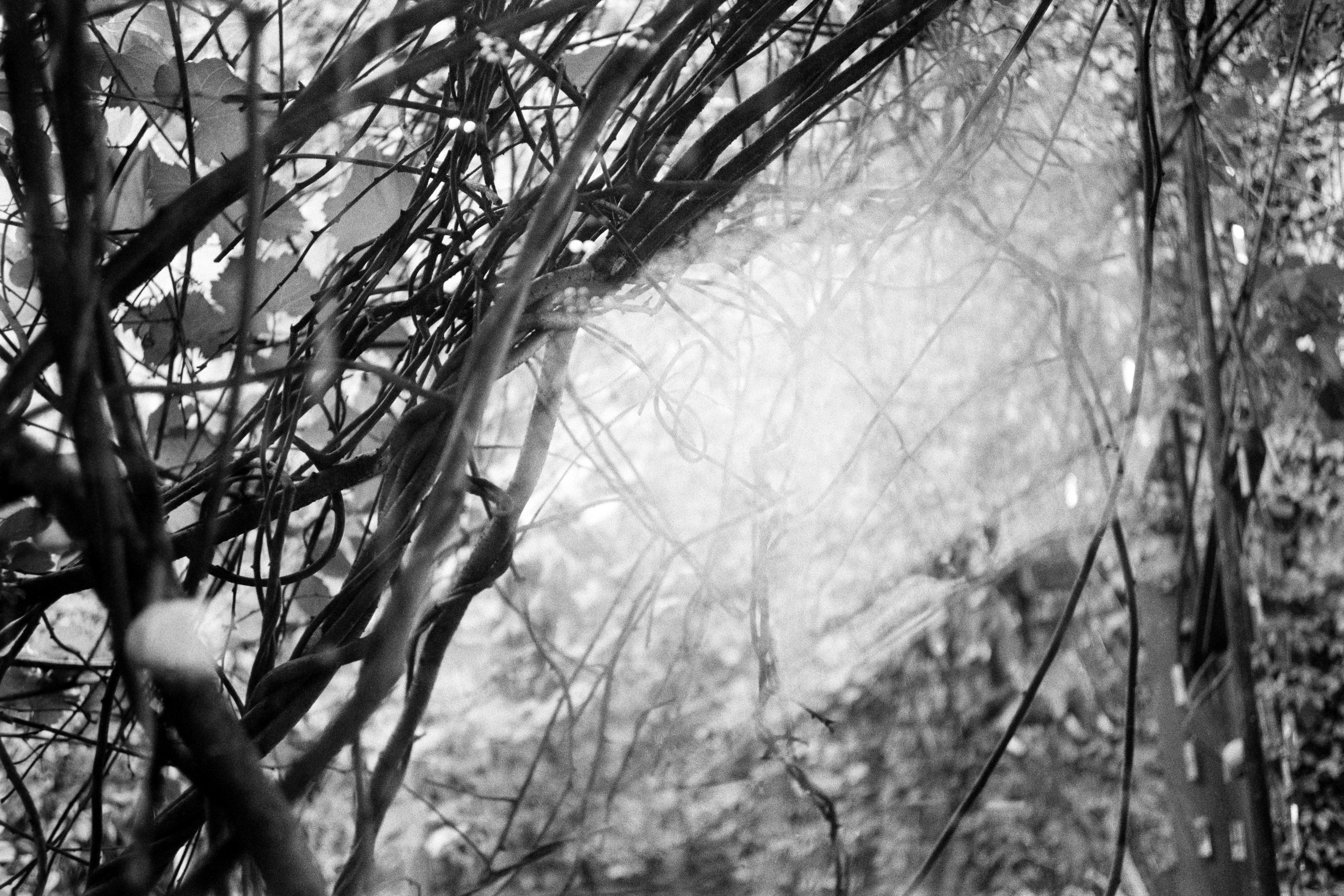 Les branches s'enchevêtrées créent une ombre dense dans la forêt.